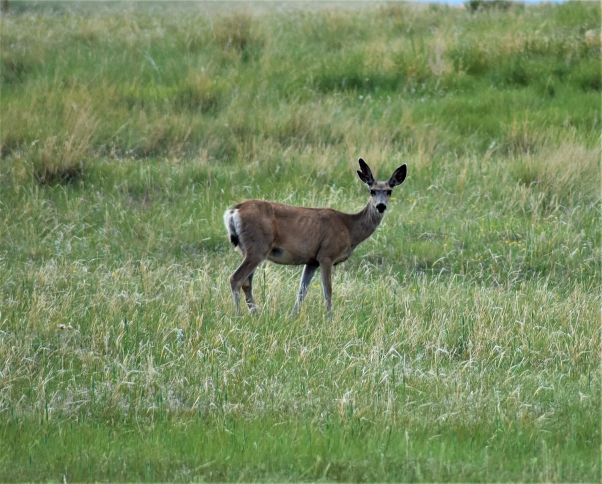New Hunting, Fishing and Conservation License Year Begins