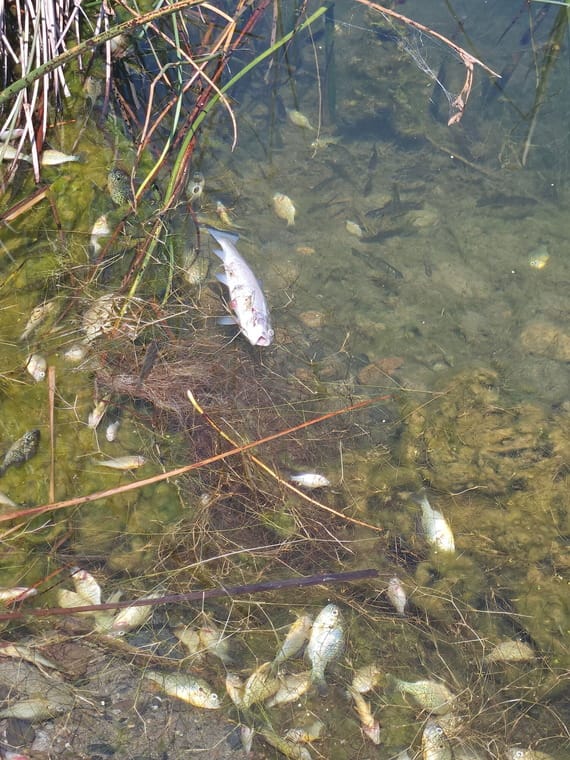 FWP Confirms Natural Fish Kill in Laurel Pond Caused by Low Oxygen