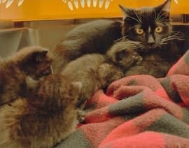 Animal Control Officers Seize 20 Cats from Great Falls Residence