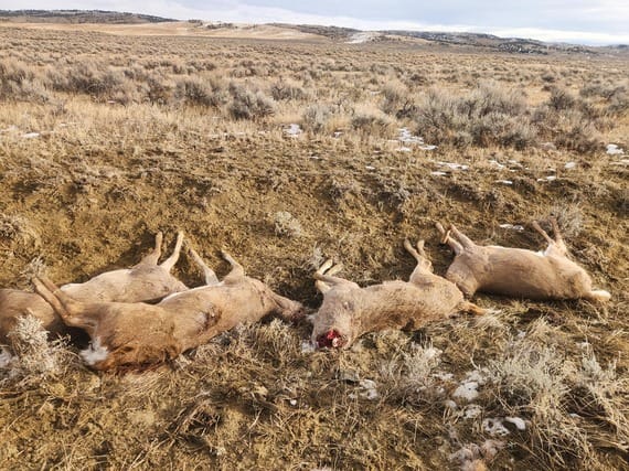 Game Wardens Seek Information on Four Whitetail Bucks Dumped Near Bridger