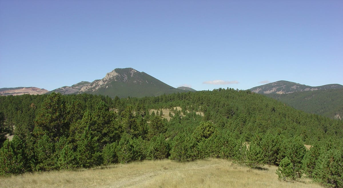 BLM Makes Getting Christmas Tree Permits Easy Online