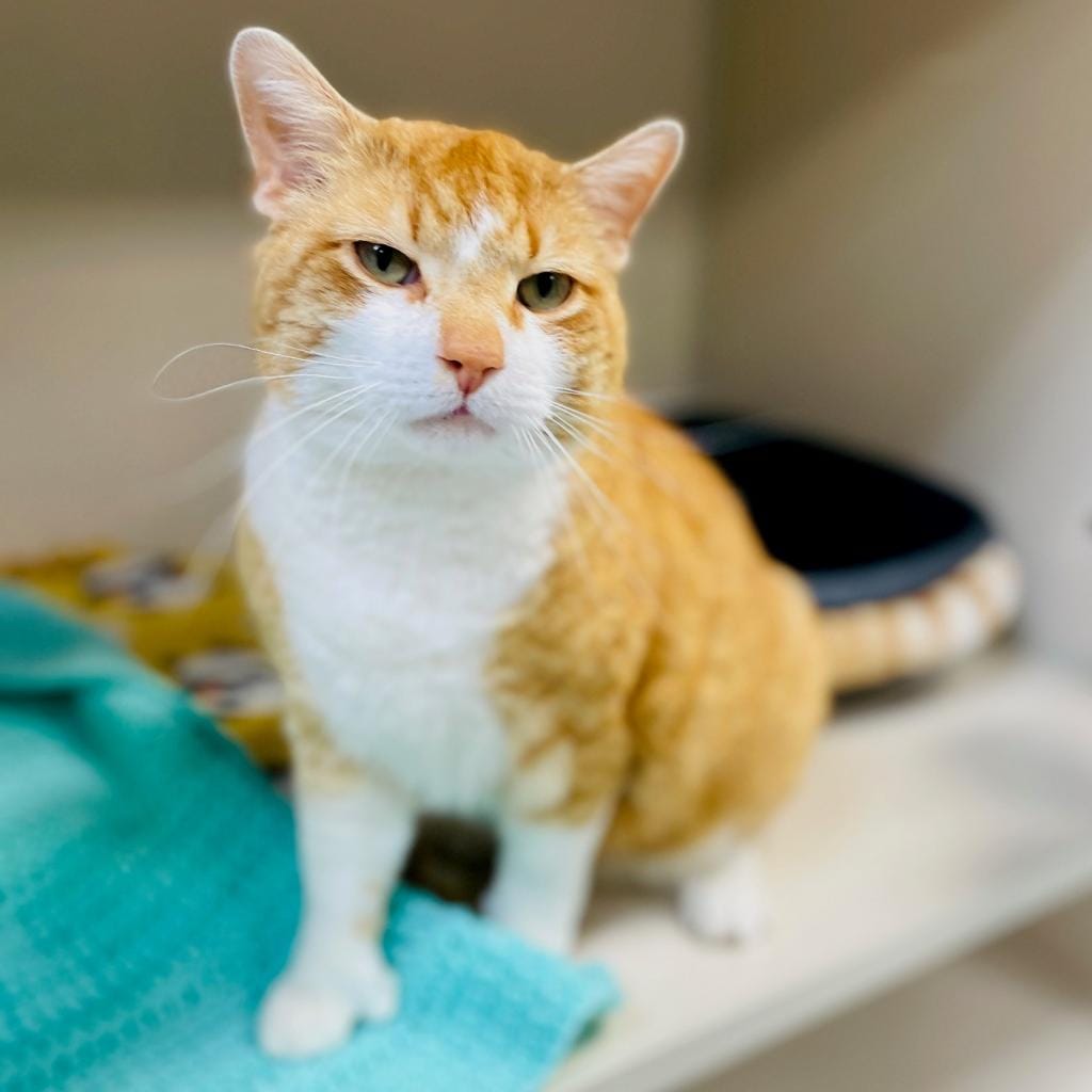 Maclean-Cameron Animal Adoption Center Pet of the Week - Patrick