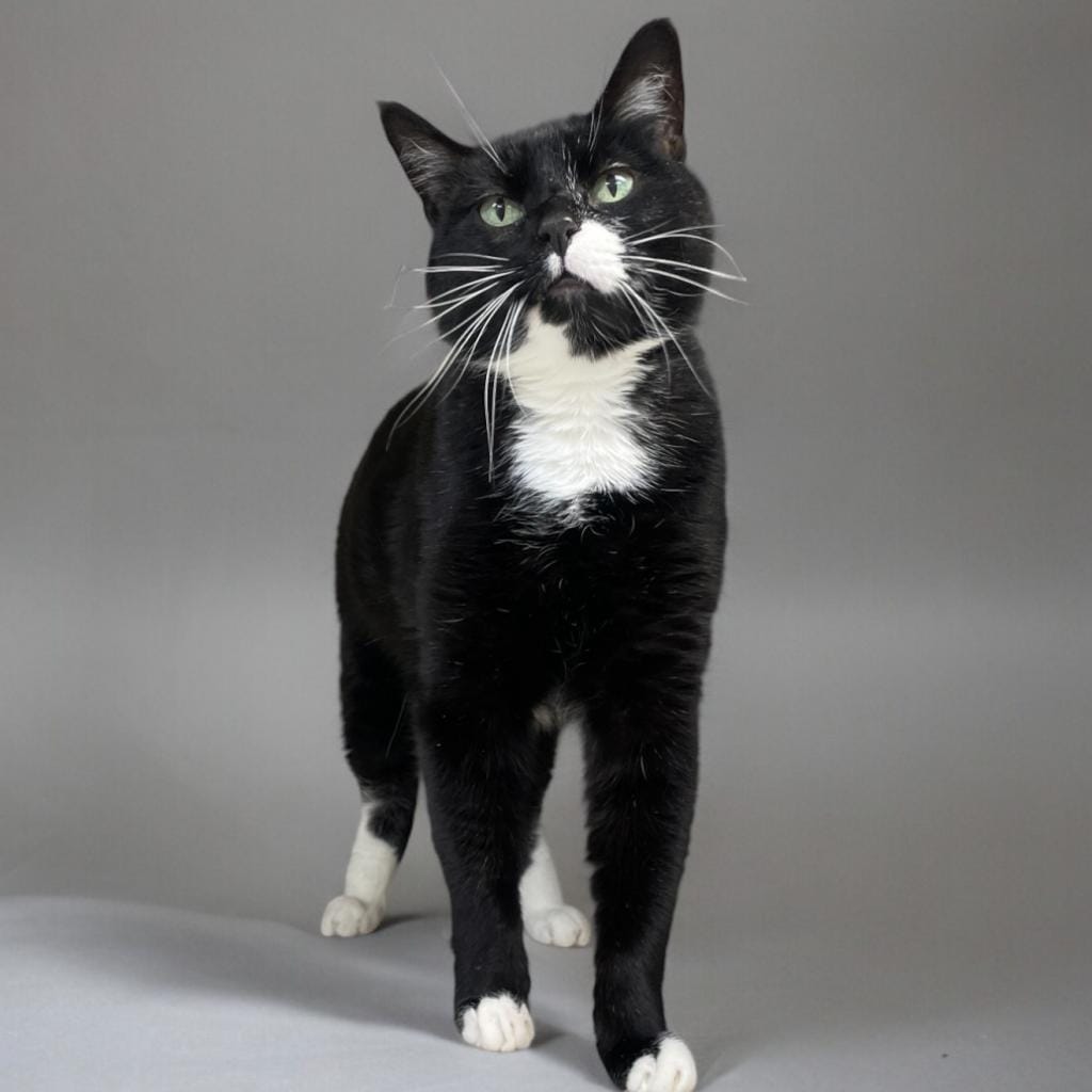 Maclean-Cameron Animal Adoption Center Pet of the Week - Melvin