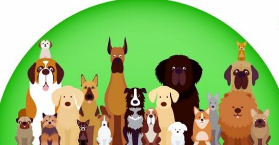 Electric City Kennel CLub's Big Sky Cluster All-Breed Dog Show Now Accepting Vendors