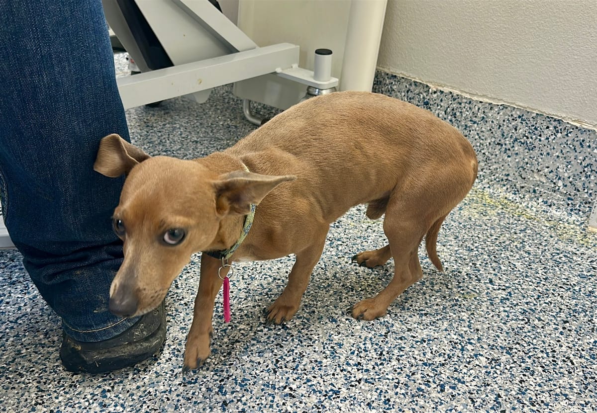Cascade County Sheriff’s Office Investigates Animal Cruelty Case