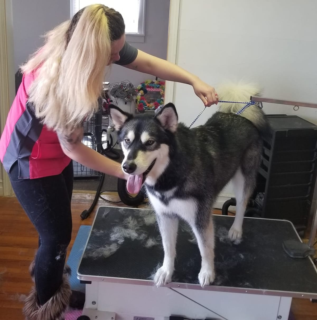 Wags & Whiskers Pet Grooming Providing Affordable Care in Great Falls