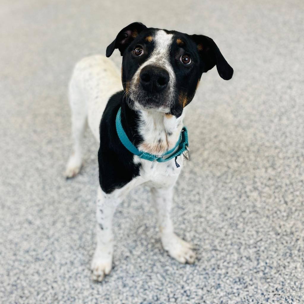 Maclean-Cameron Animal Adoption Center Pet of the Week - Bear