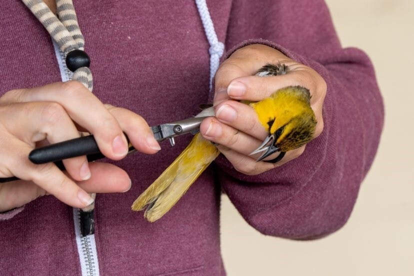 Bird-Banding Events to be Held at Spring Meadow Lake State Park This Summer