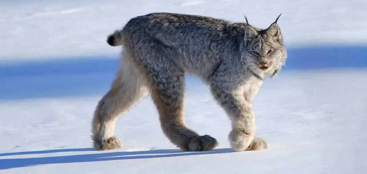 U.S. Fish and Wildlife Service Proposes Revised Critical Habitat for Canada Lynx