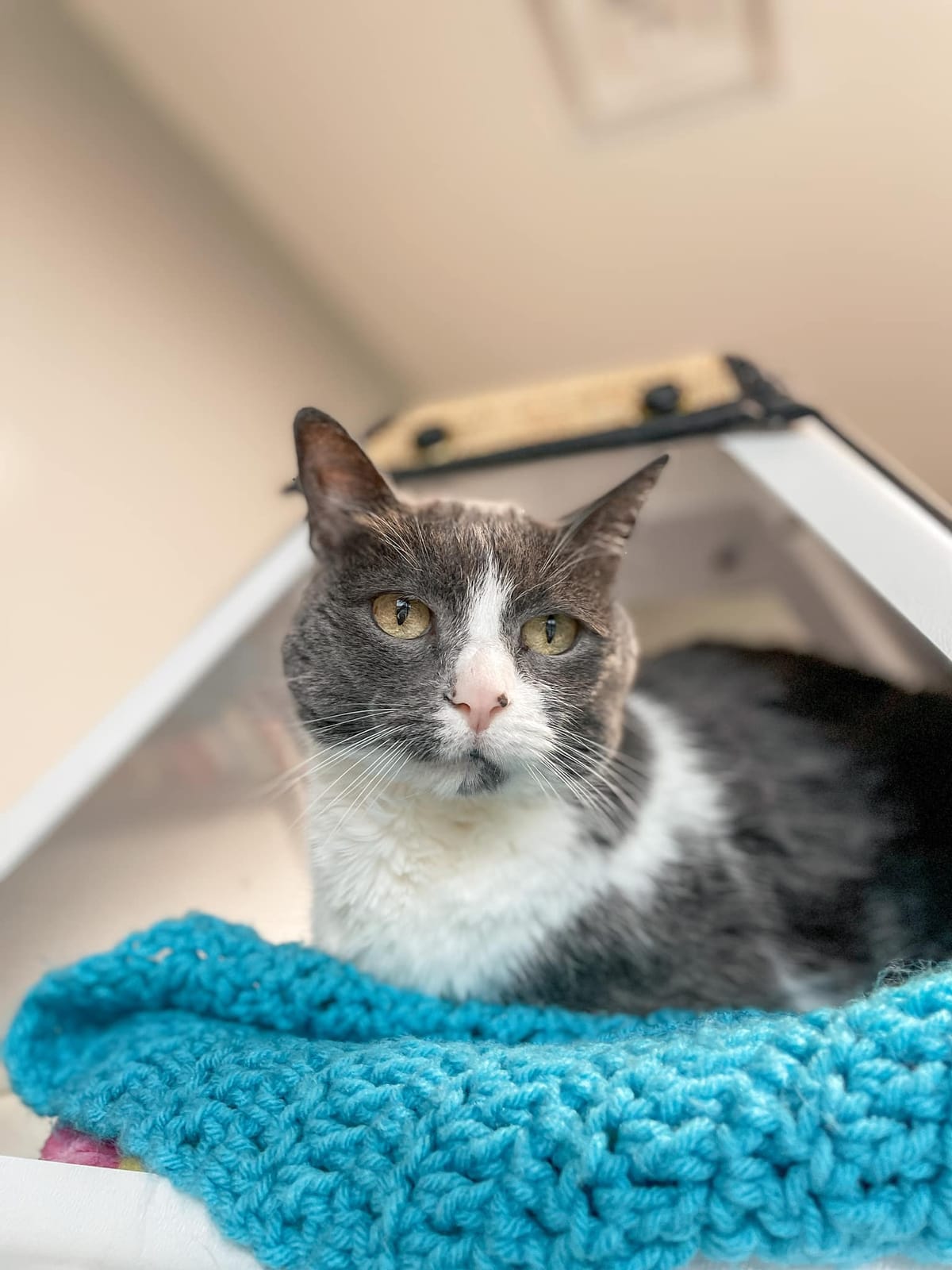 Maclean-Cameron Animal Adoption Center Pet of the Week - Candace