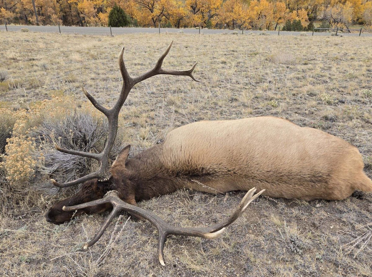 Wardens Seeking Information on Unlawfully Killed Bull Elk