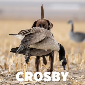 Winners of FWP's Hunting Dog Photo Contest Announced