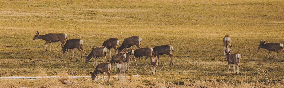 CWD Detected for First Time in Hunting District 404