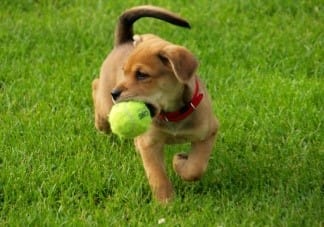 Dog Park Closes for Turf Repair