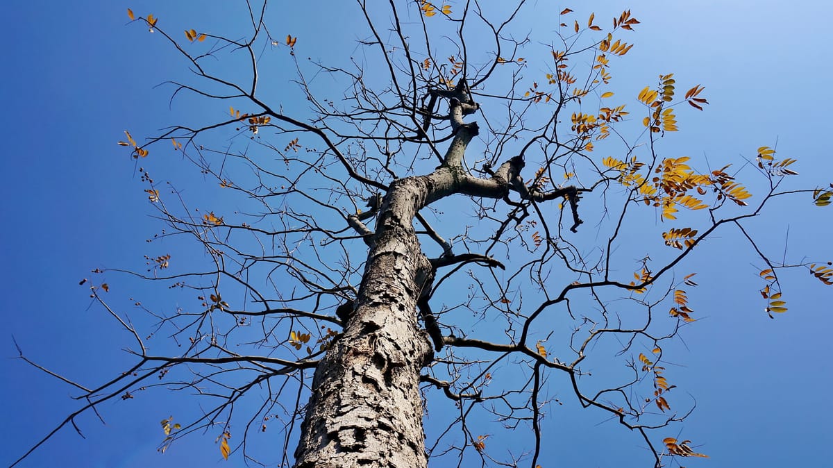 American Elm Trees Facing Difficulties in Great Falls