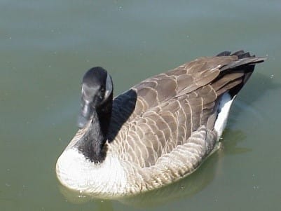 Waterfowl to be Released From Winter Quarters