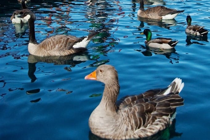 Avian Influenza Confirmed in Local Bird