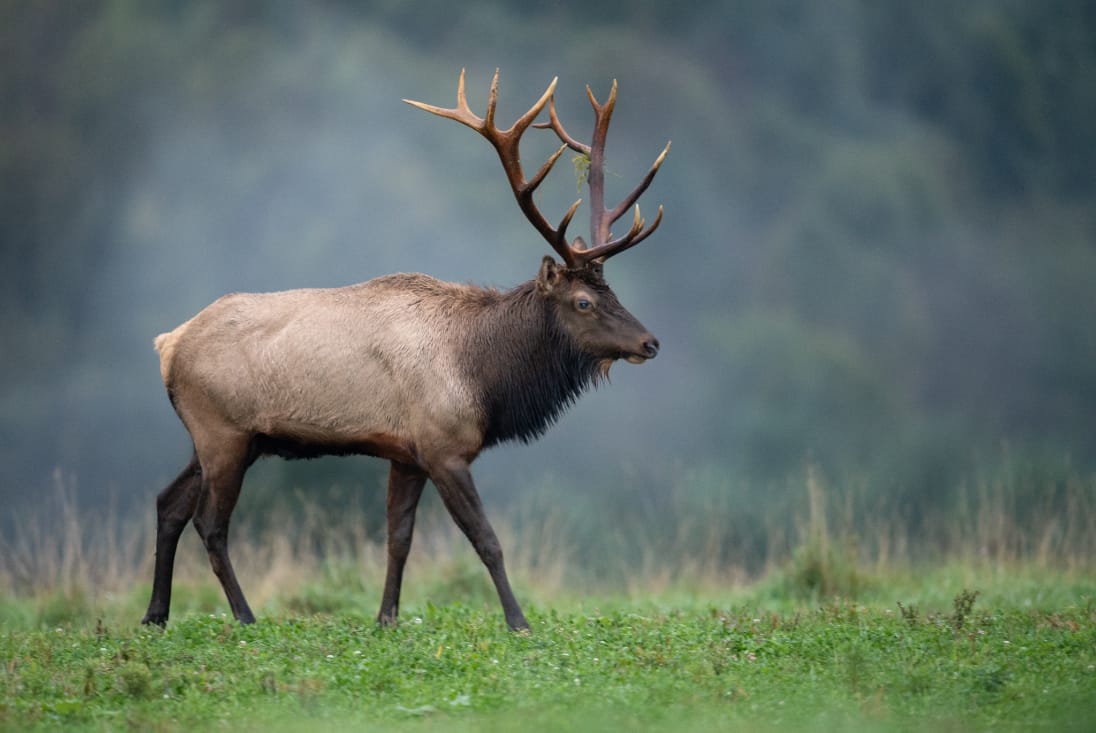 Report Poaching to Your Local Game Warden