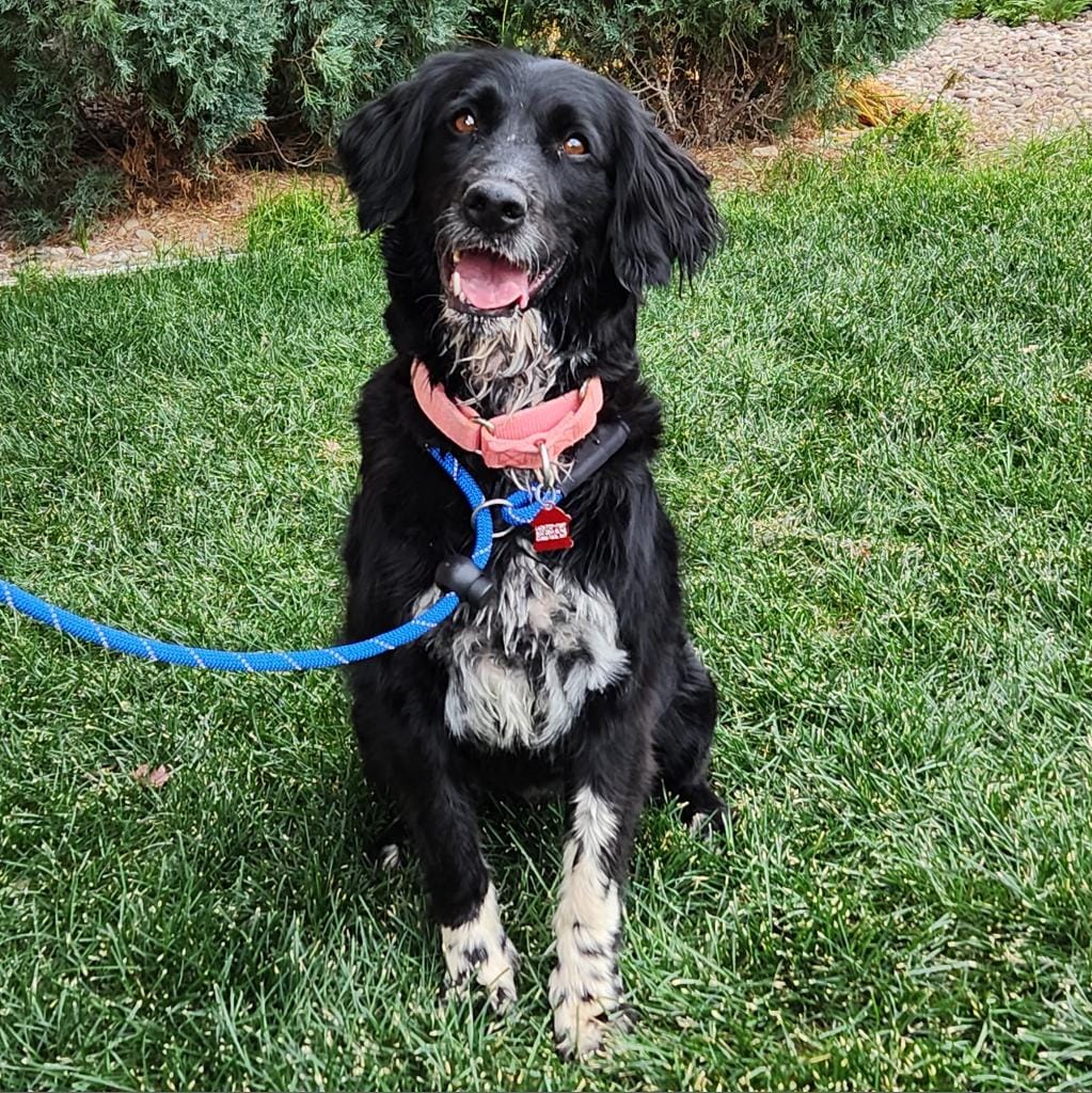 Maclean-Cameron Animal Adoption Center Pet of the Week - Evea