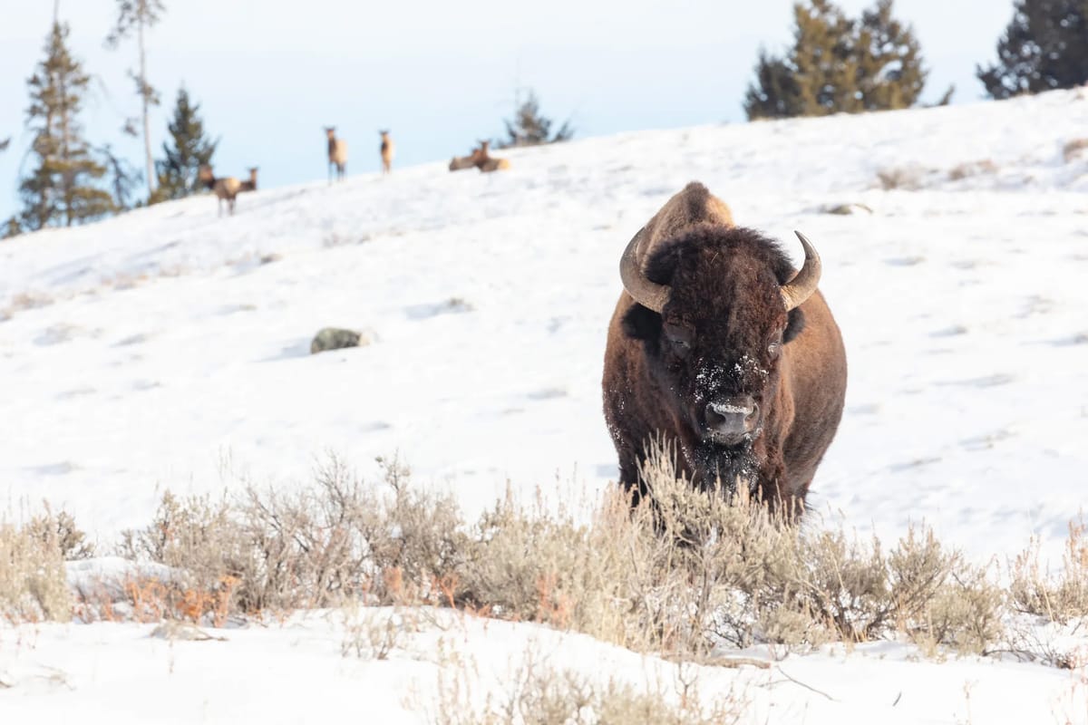 The American Prairie Gives Free Educational Lecture on Thursday, March 8 in Cordingley Room
