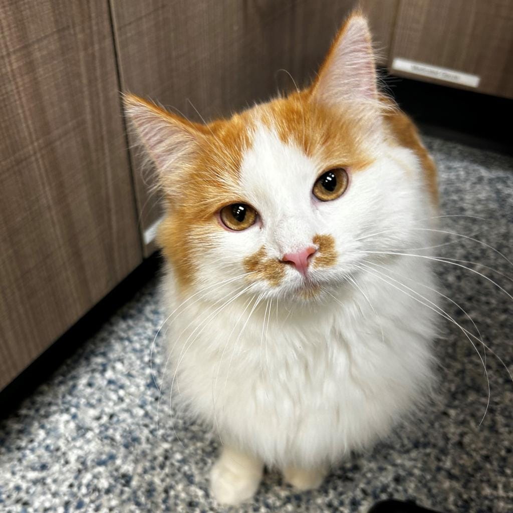 Maclean-Cameron Animal Adoption Center Pet of the Week - Frog and Toad