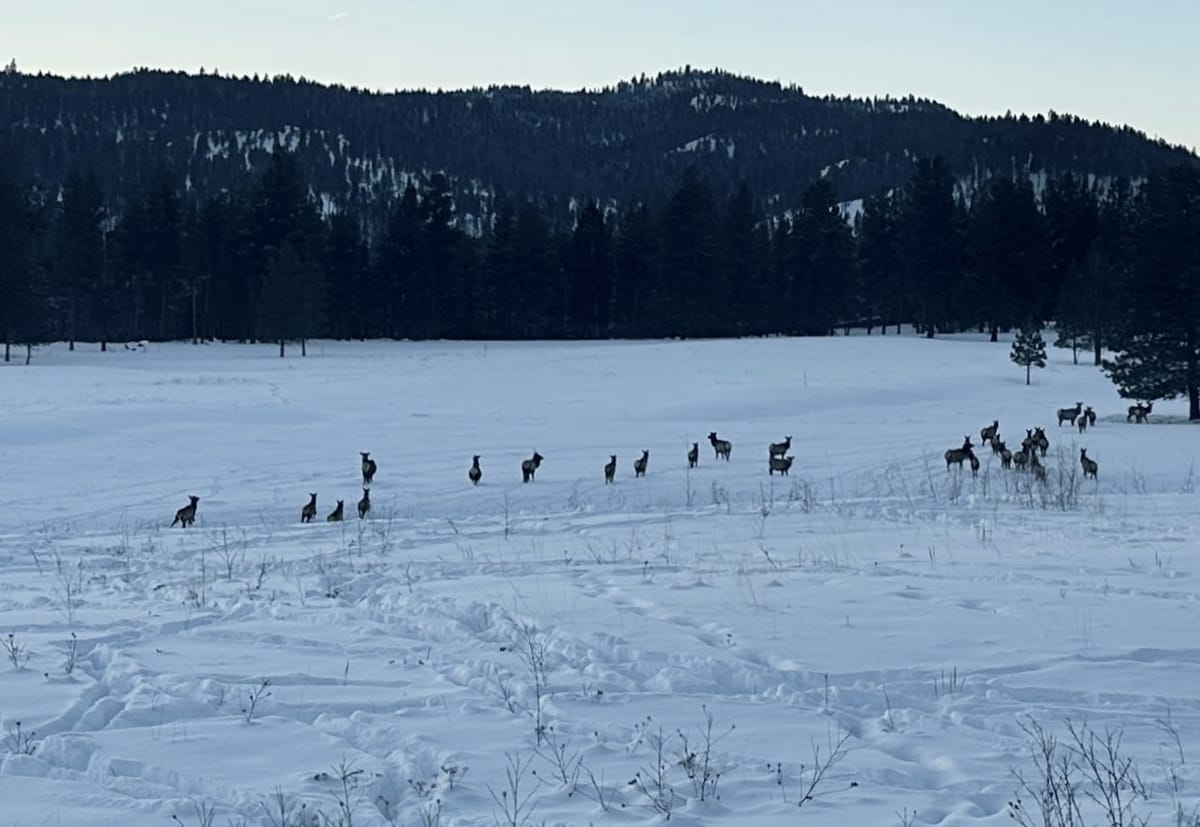 Gravel Mine Threatens Critical Elk Habitat in Western Montana: Court Hearing Set for April 7th