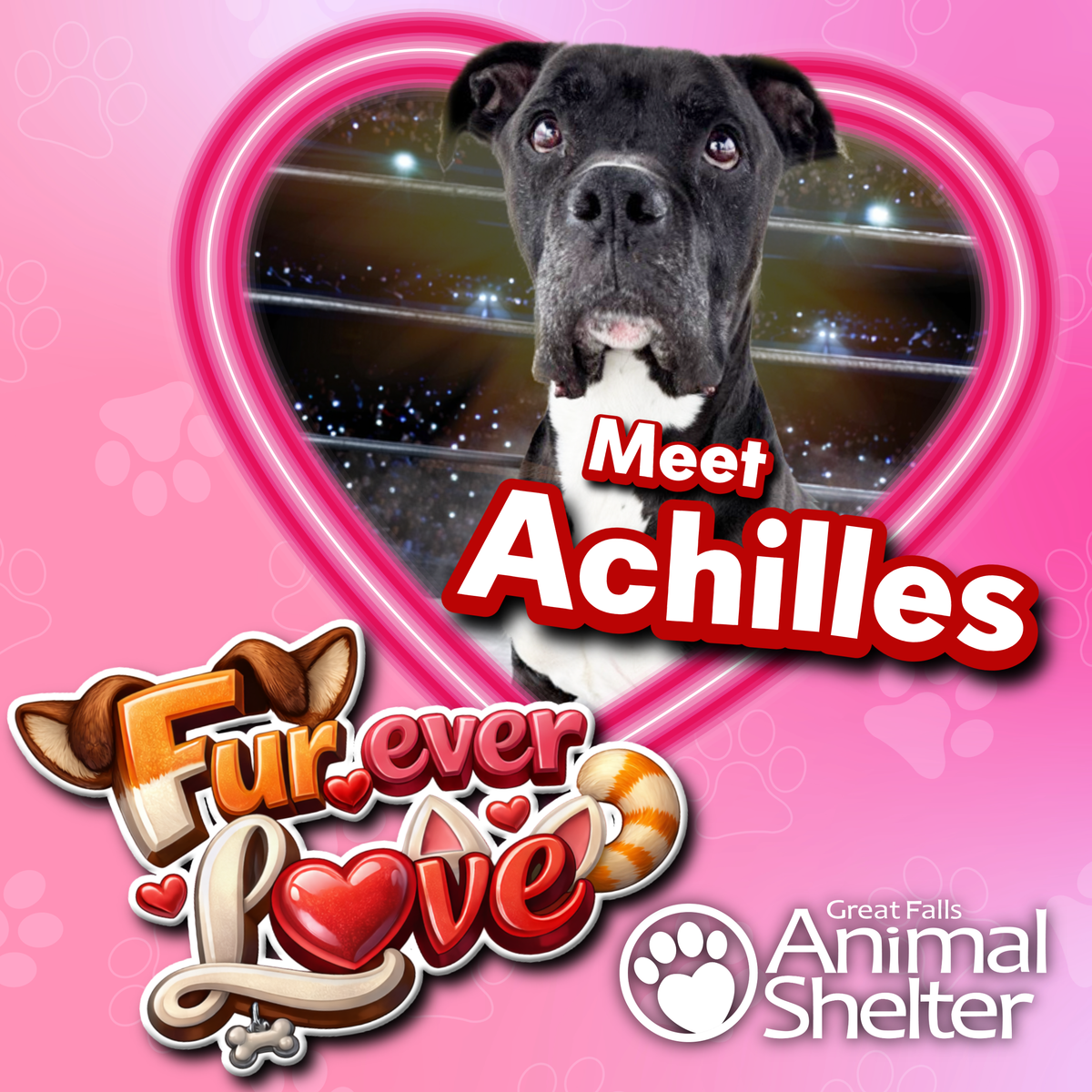 Fur-Ever Love - Achilles