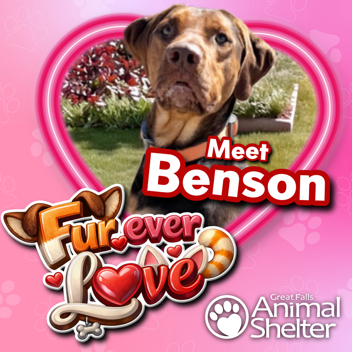 Fur-Ever Love - Benson
