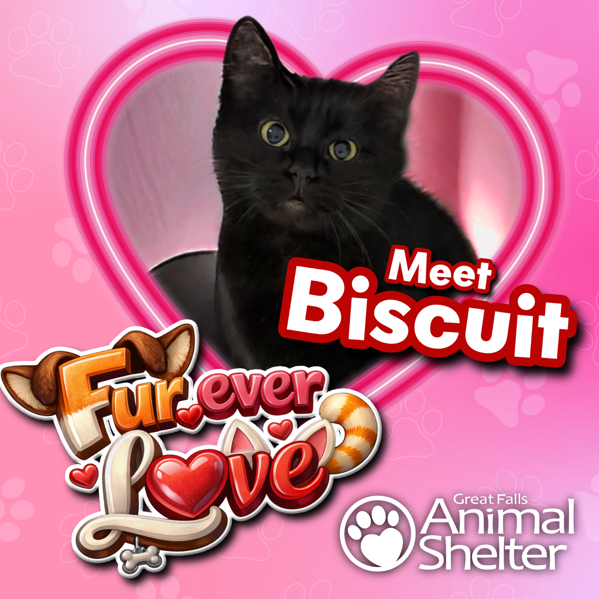 Fur-Ever Love - Biscuit