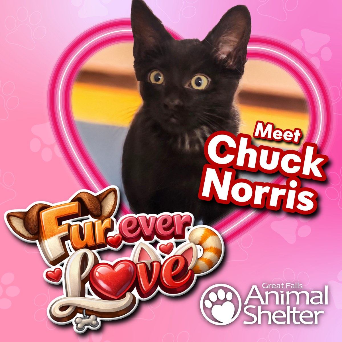 Fur-Ever Love - Chuck Norris the Kitten
