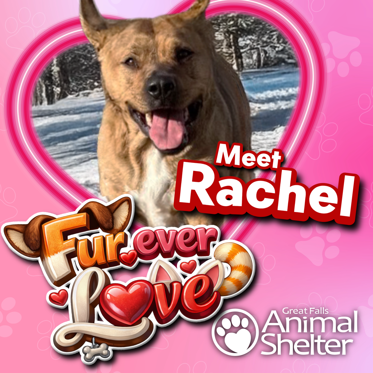 Fur-Ever Love - Rachel