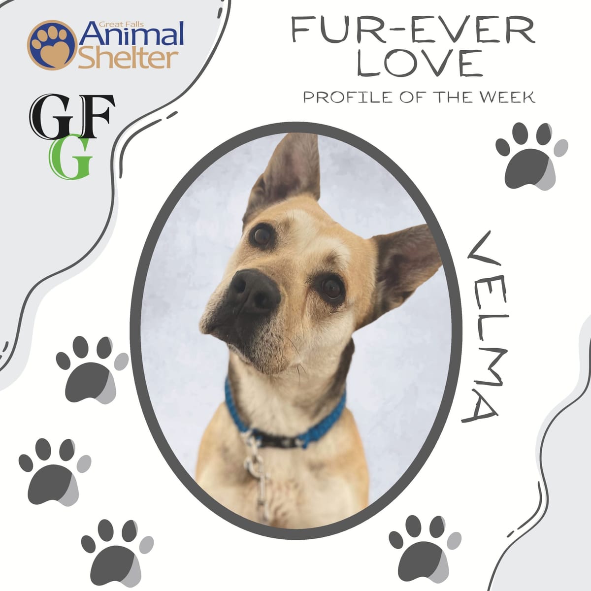 Fur-Ever Love - Velma