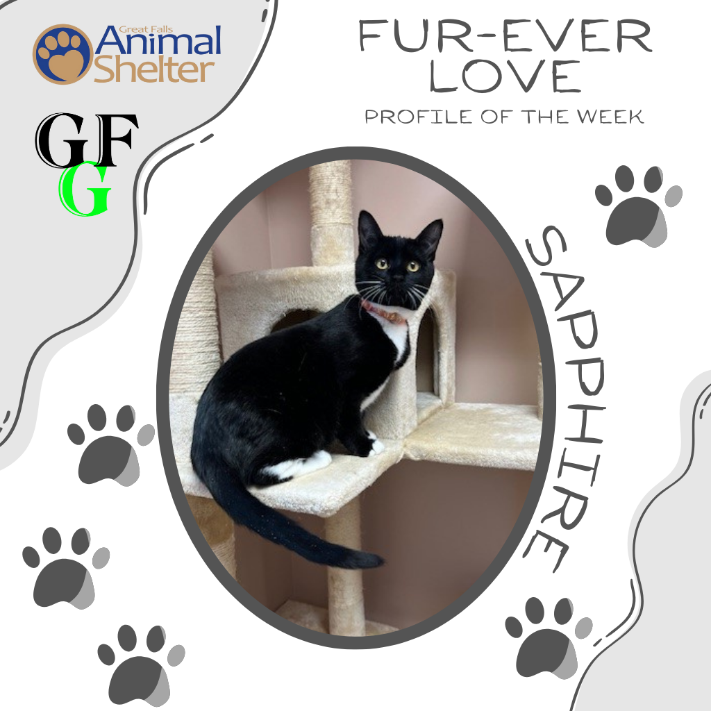 Fur-Ever Love - Sapphire