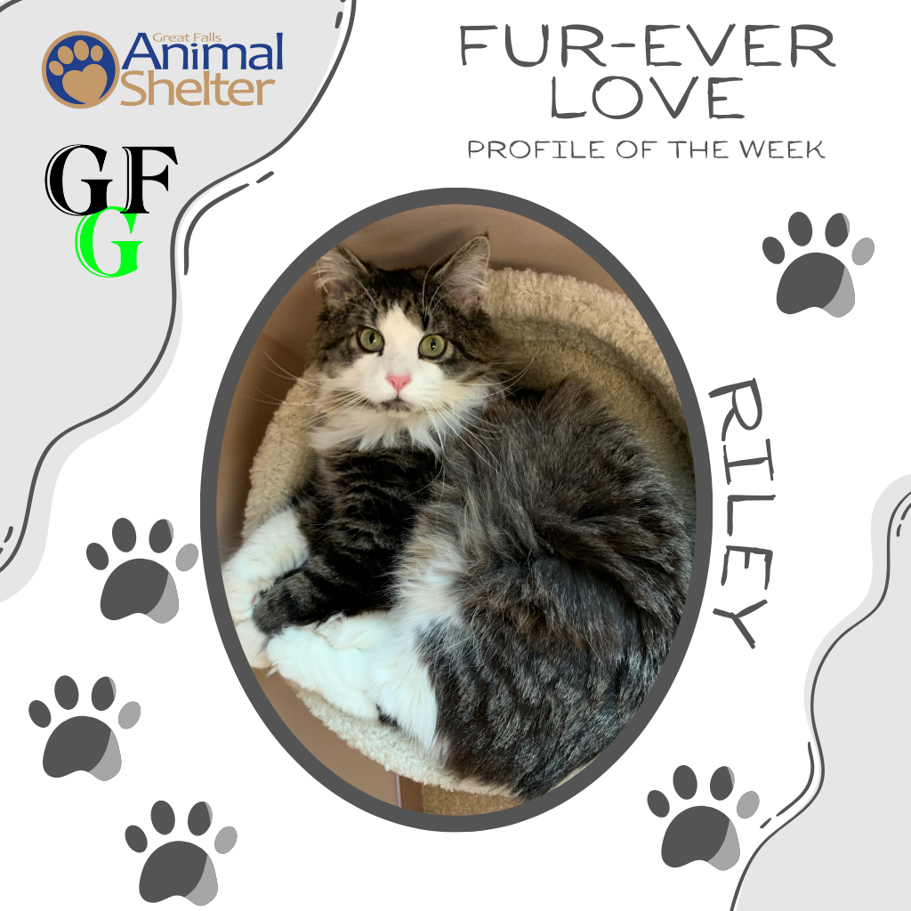 Fur-Ever Love - Riley