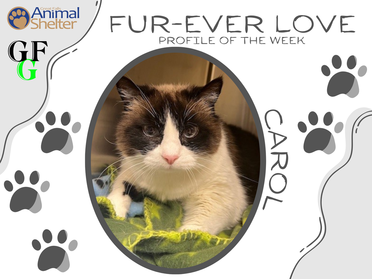 Fur-Ever Love - Carol