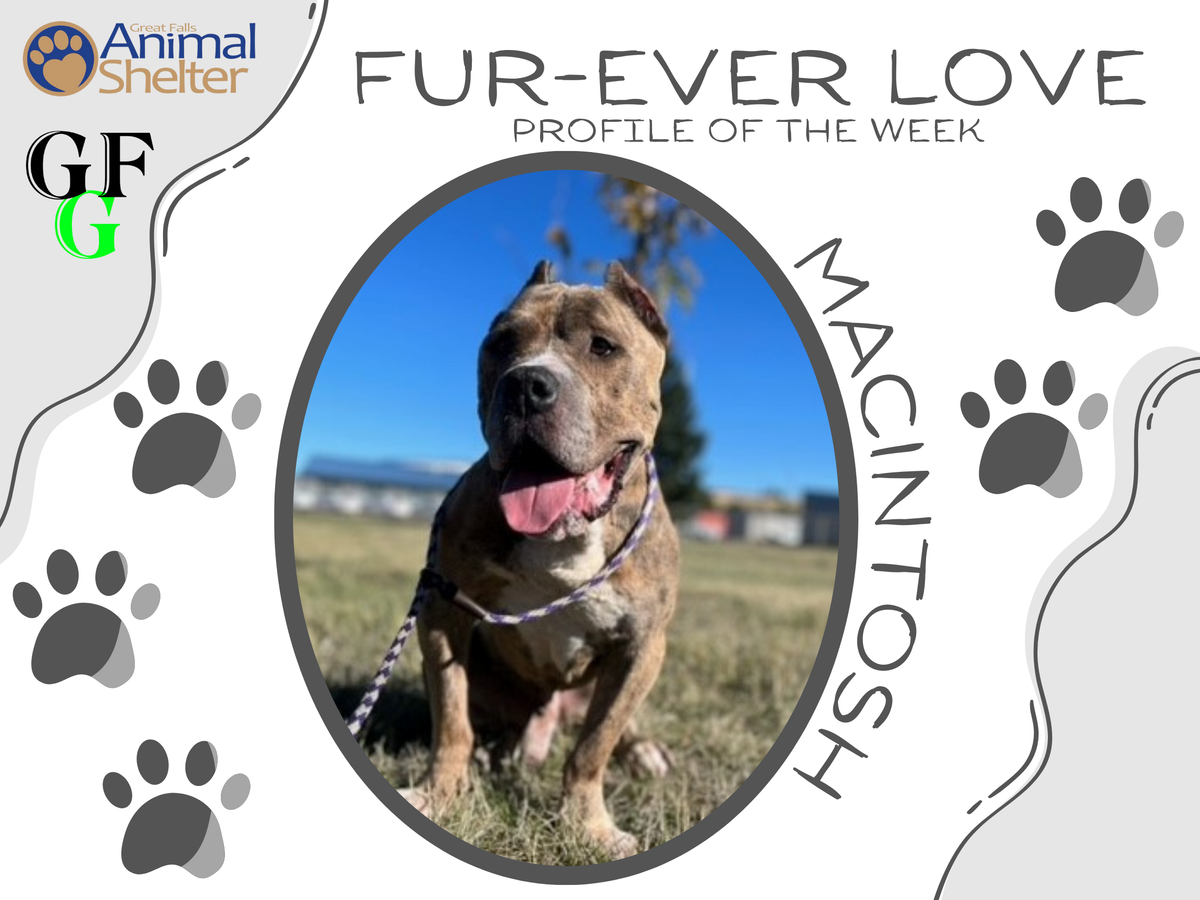 Fur-Ever Love - MacIntosh