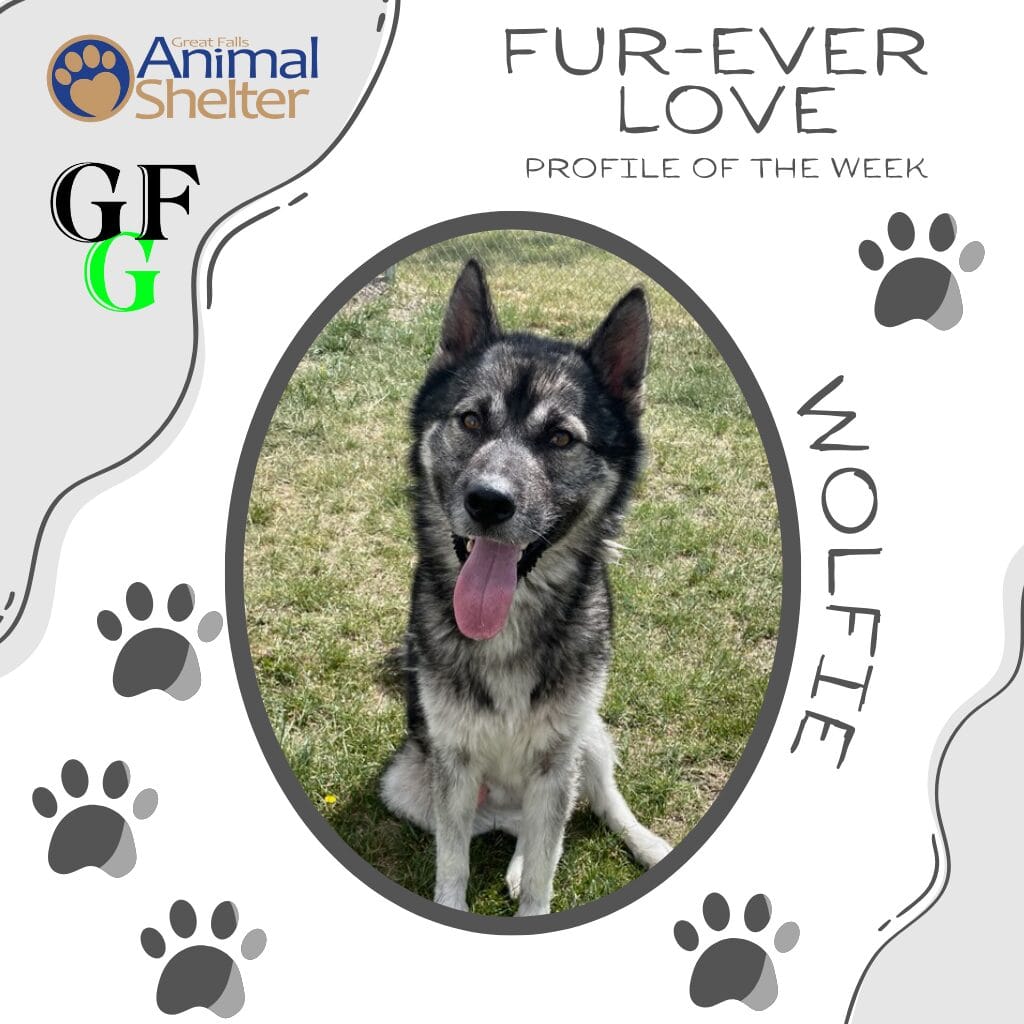 Fur-Ever Love - Ziggy