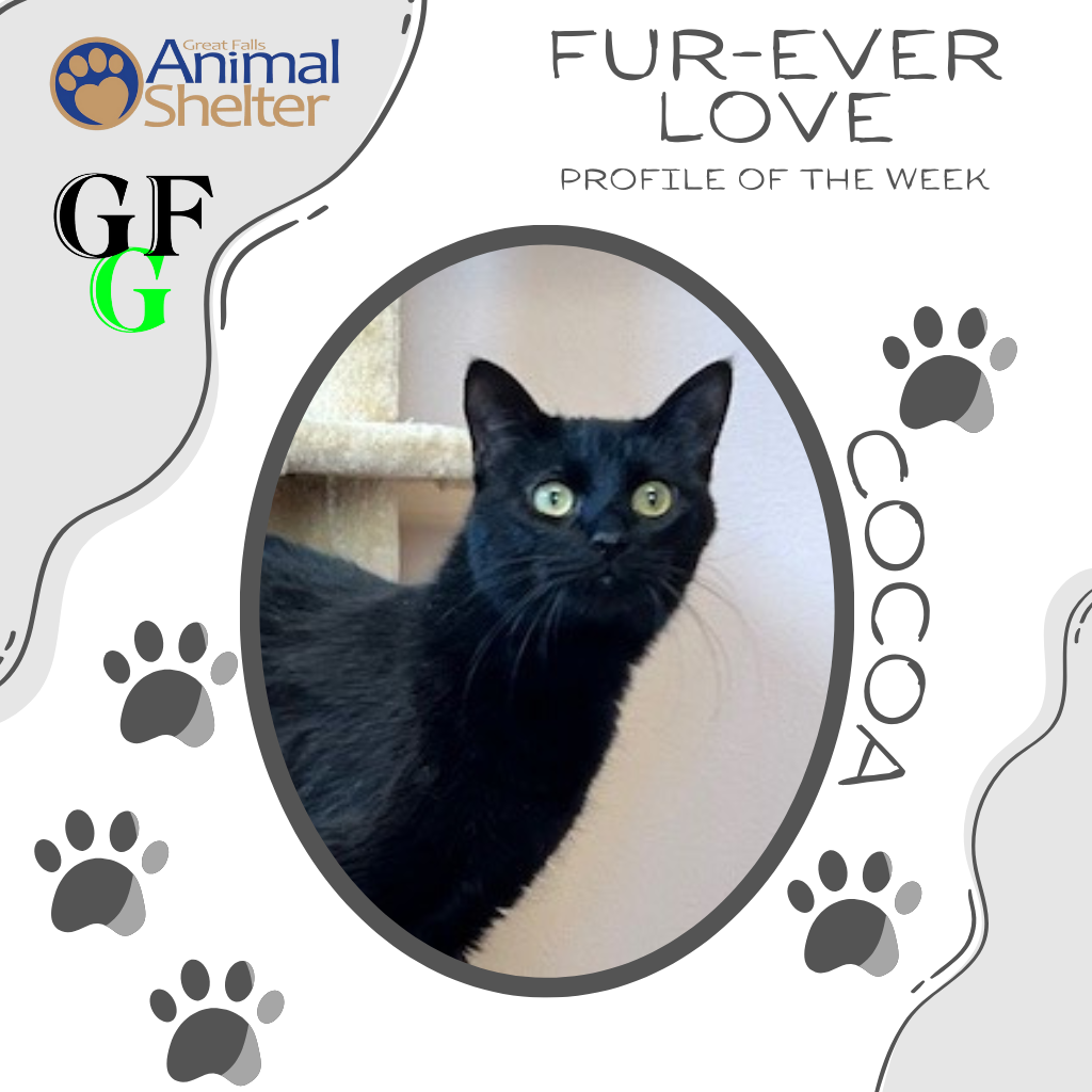 Fur-Ever Love - Cocoa
