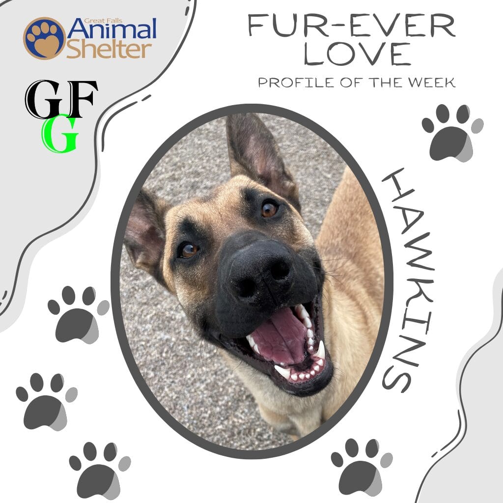 Fur-Ever Love - Hawkins