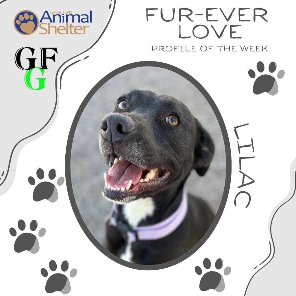 Fur-Ever Love - Lilac