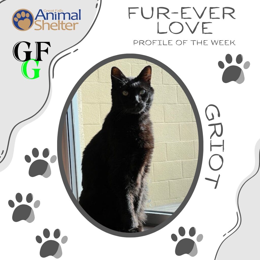 Fur-Ever Love - Griot