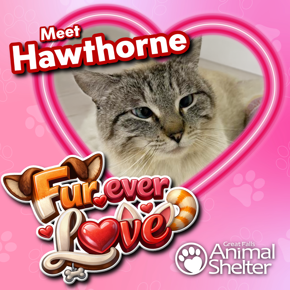 Fur-Ever Love - Hawthorne