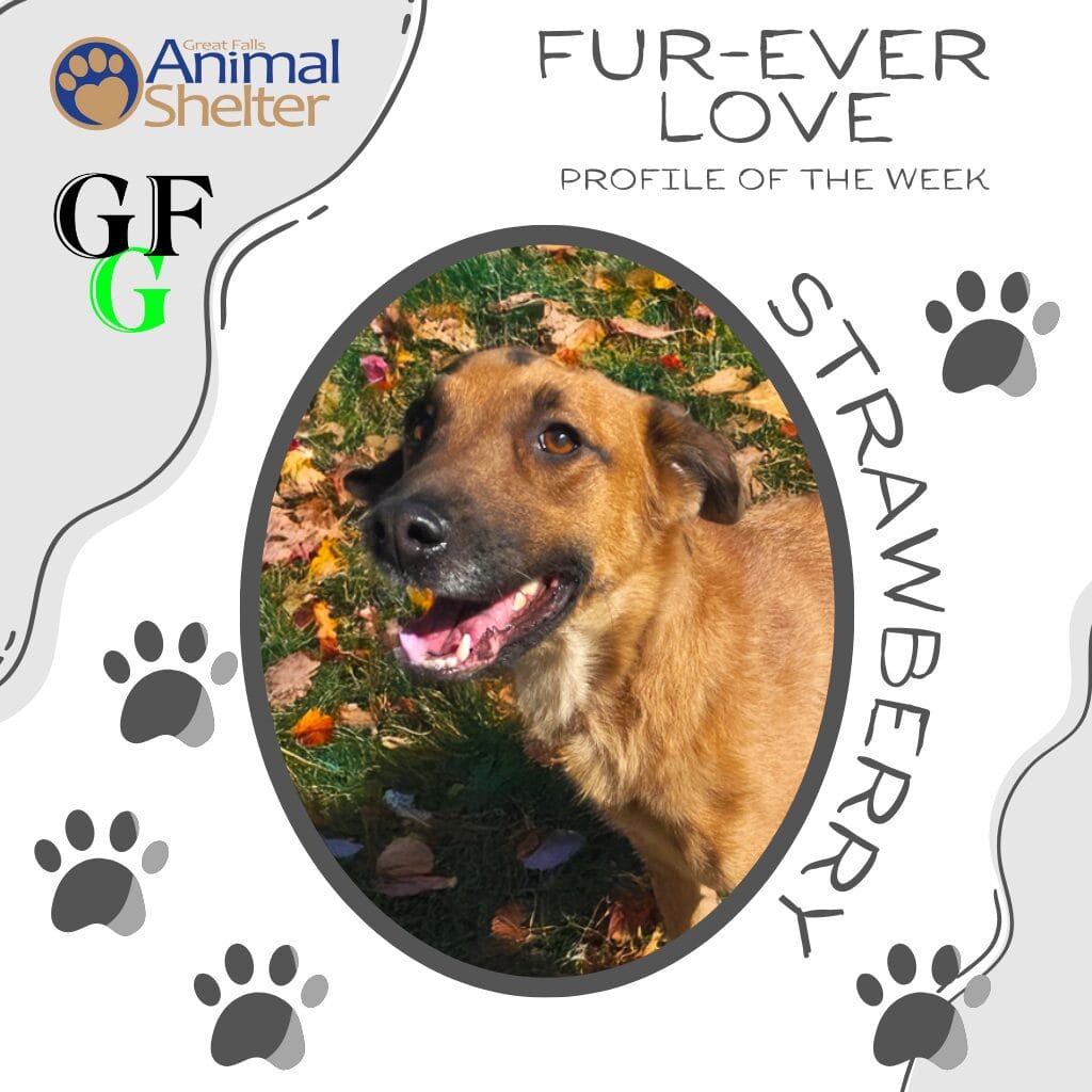 Fur-Ever Love - Strawberry