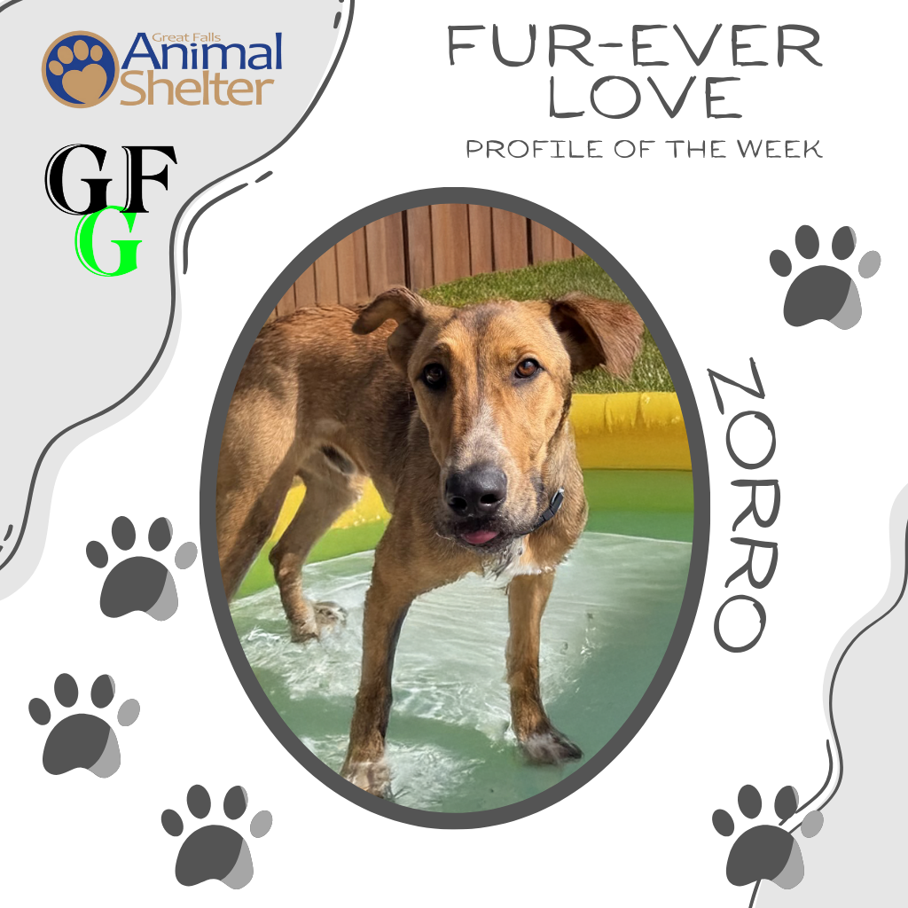 Fur-Ever Love - Zorro