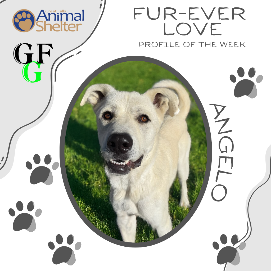 Fur-Ever Love - Angelo