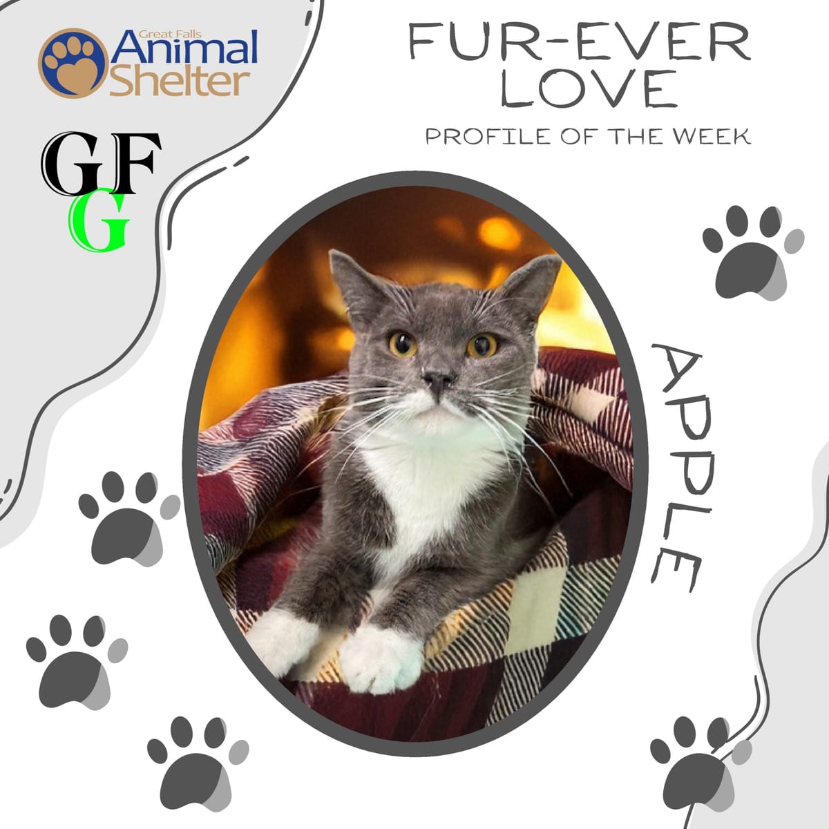 Fur-Ever Love - Meet Apple – Your Purr-fect Companion Awaits!