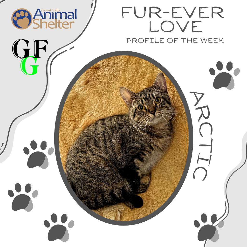 Fur-Ever Love - Arctic