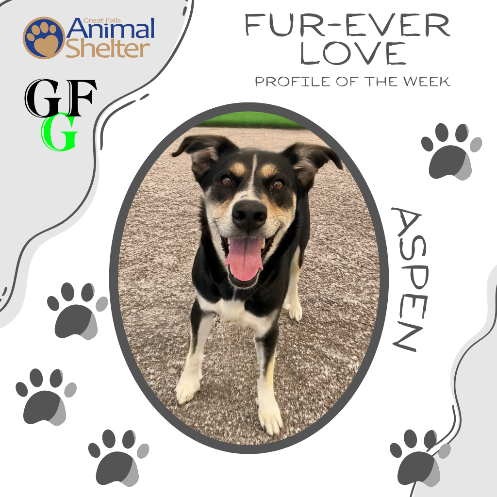 Fur-Ever Love - Aspen