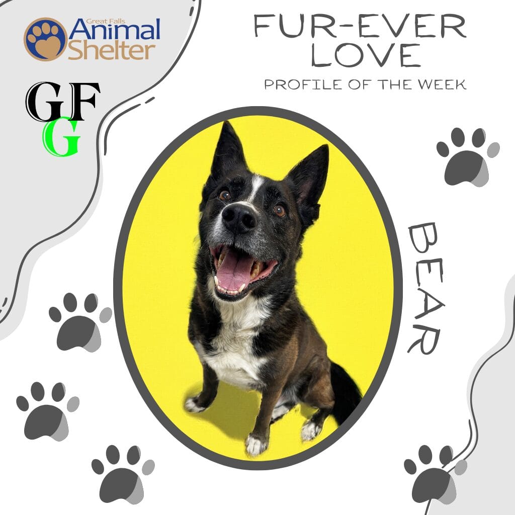 Fur-Ever Love - Bear