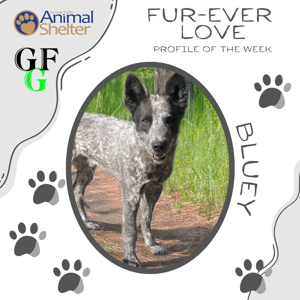Fur-Ever Love - Bluey